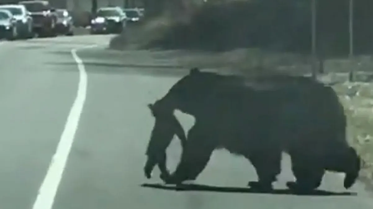 Anne ayı yavrularını riske atmadı! Ağzıyla yolun karşısına taşıdı