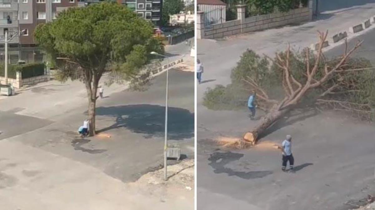 İzmir'de yarım asırlık ağaç böyle yok edildi! Görüntülere tepki yağıyor