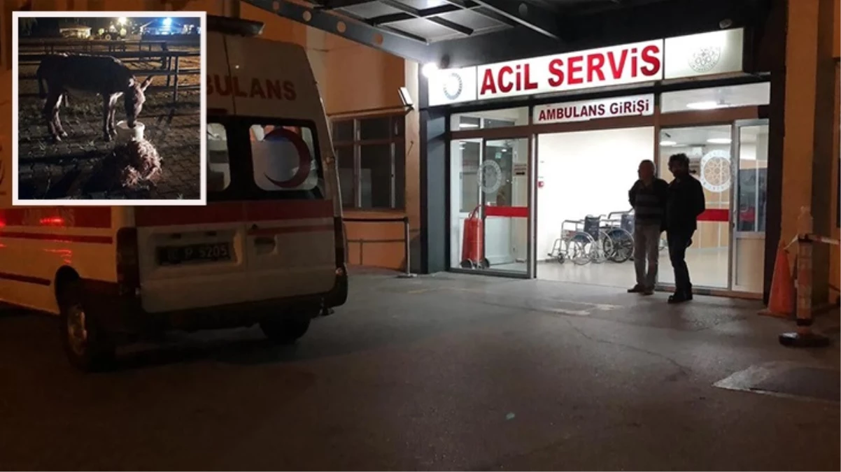 Kayseri'de başıboş bir eşeğin ısırdığı kadın yaralandı