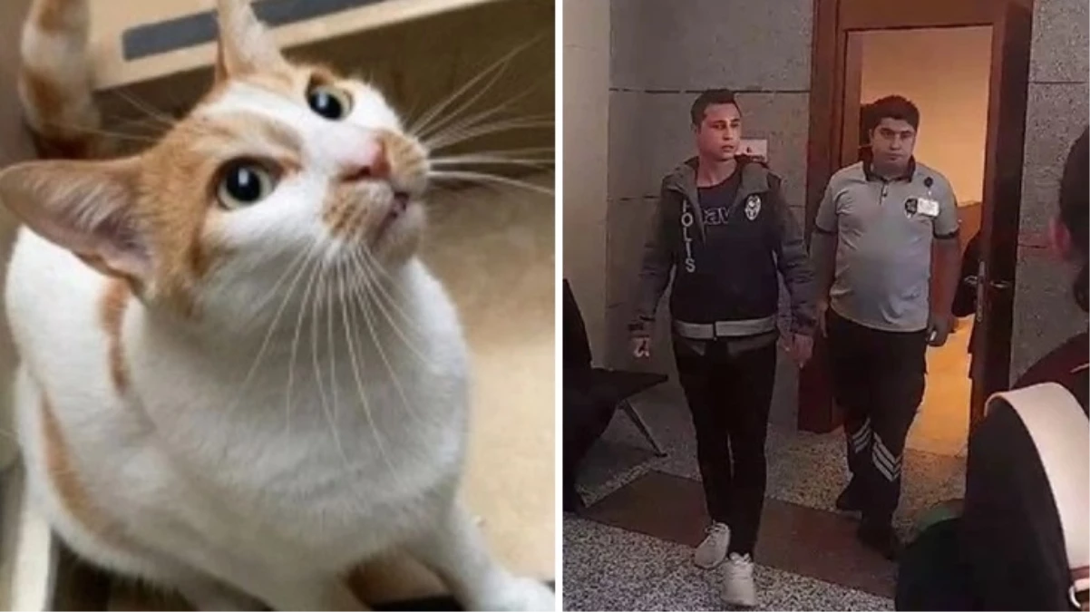 Okuldaki kediyi camdan atan sınav gözetmeni mahkemede kendini savundu: İtibarım yerle bir edildi