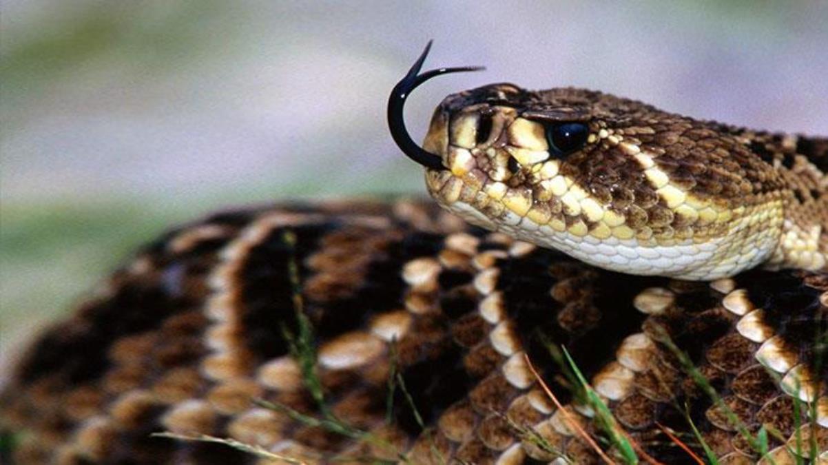 Yılanın öldürdüğü ablasının cenazesinde yılan ısırığıyla öldü, cemaat dondu kaldı