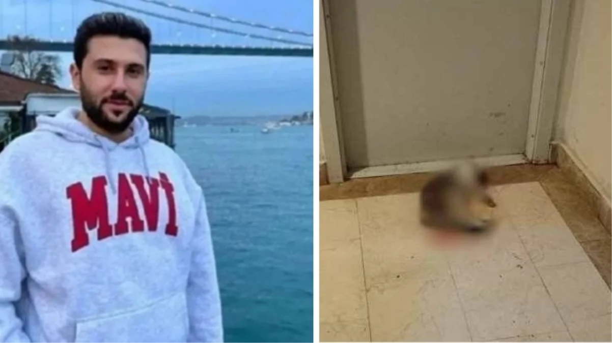 Başakşehir'de sitedeki kediyi işkenceyle öldüren İbrahim Keloğlan hakkında verilen karar kaldırıldı