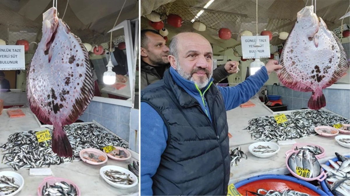Karadeniz'de nadir görülen Kalkan balığı 7 bin TL'ye satıldı