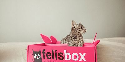 Kedinizin mutluluğunu düşünen kutu: Felis Box 