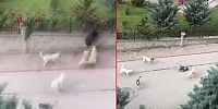 Başkent'in göbeğinde yaşandı! 6 başıboş köpek, küçük çocuğa saldırdı